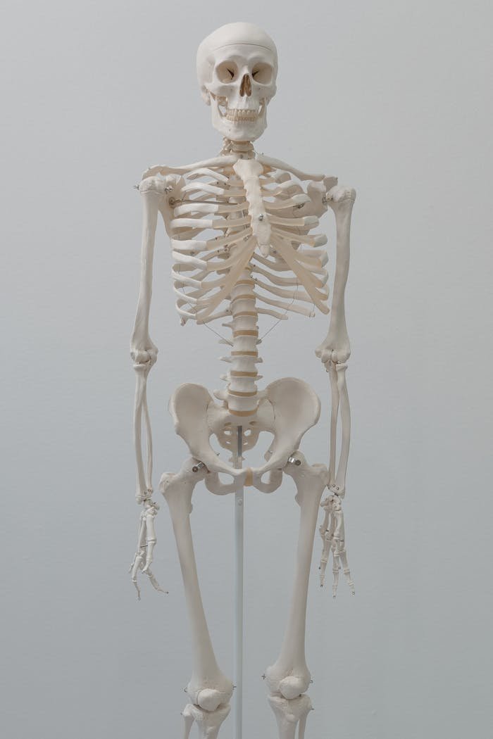 Detailed human skeleton model ideal for anatomical studies and science education.